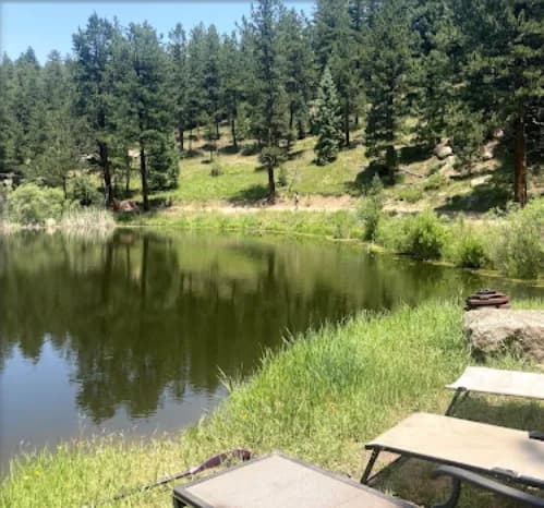 A calm lake edged with grass and pine forest