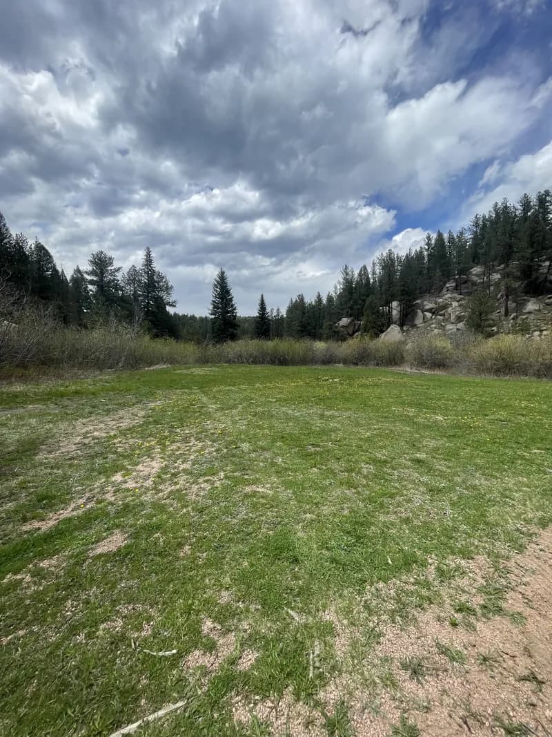 Open meadow surrounded by towering pines and rocky outcrops